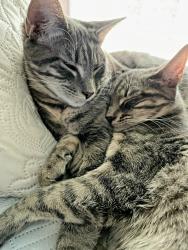 Lost Female Cat last seen 90th st and Antioch, Overland Park, KS 66212