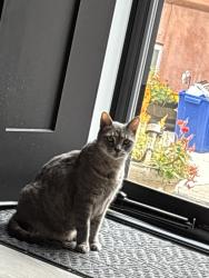Reunited Female Cat last seen Wolf and Ritner, Philadelphia, PA 19145