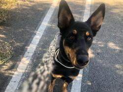 Shelter Stray Female Dog last seen , 14409 Vanowen St, Van Nuys, CA 91405, USA