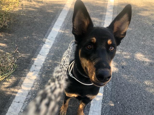 Shelter Stray Female Dog last seen , 14409 Vanowen St, Van Nuys, CA 91405, USA