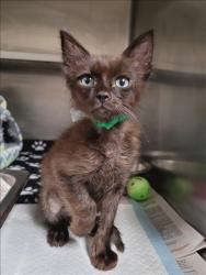 Shelter Stray Male Cat last seen , 14409 Vanowen St, Van Nuys, CA 91405, USA