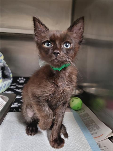 Shelter Stray Male Cat last seen , 14409 Vanowen St, Van Nuys, CA 91405, USA