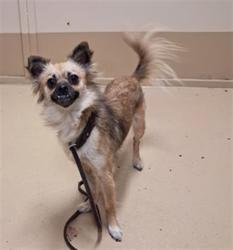 Shelter Stray Female Dog last seen Near BLOCK VALLEY RD, 130 Beyer Way, Chula Vista, CA 91911, USA
