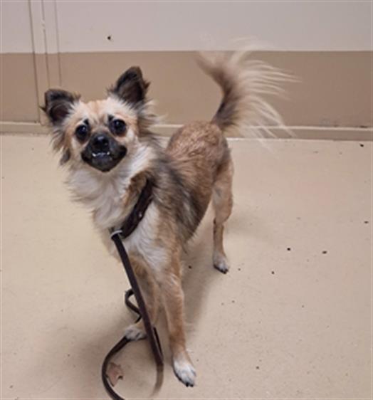 Shelter Stray Female Dog last seen Near BLOCK VALLEY RD, 130 Beyer Way, Chula Vista, CA 91911, USA