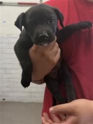 Shelter Stray Female Dog last seen GOLDEN AVE X DATE ST, 333 Chandler Pl, San Bernardino, CA 92408, USA