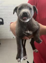Shelter Stray Female Dog last seen GOLDEN AVE X DATE ST, 333 Chandler Pl, San Bernardino, CA 92408, USA