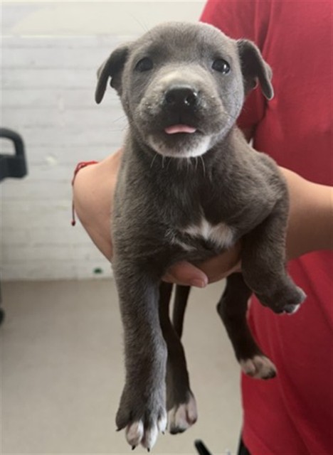 Shelter Stray Female Dog last seen GOLDEN AVE X DATE ST, 333 Chandler Pl, San Bernardino, CA 92408, USA
