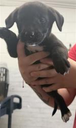 Shelter Stray Female Dog last seen GOLDEN AVE X DATE ST, 333 Chandler Pl, San Bernardino, CA 92408, USA
