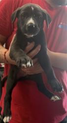 Shelter Stray Male Dog last seen GOLDEN AVE X DATE ST, 333 Chandler Pl, San Bernardino, CA 92408, USA