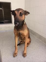 Shelter Stray Female Dog last seen RUBIA DR / SHELDON RD, 9150 Union Park Way, Elk Grove, CA 95624, USA