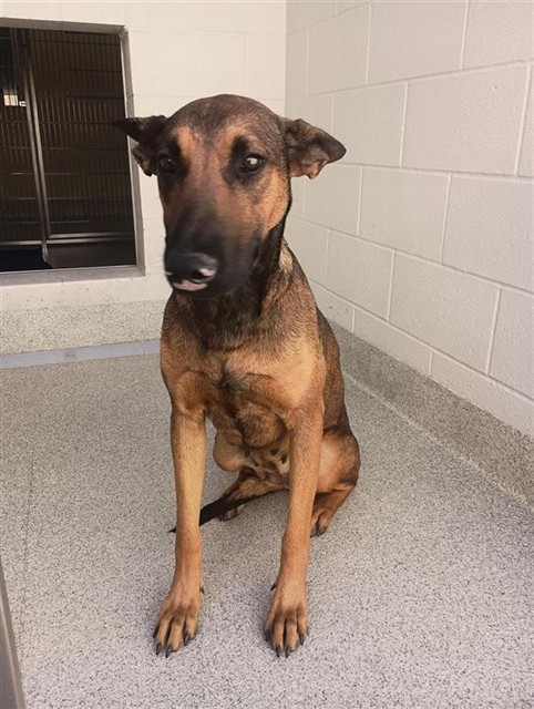 Shelter Stray Female Dog last seen RUBIA DR / SHELDON RD, 9150 Union Park Way, Elk Grove, CA 95624, USA