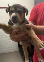 Shelter Stray Female Dog last seen GOLDEN AVE X DATE ST, 333 Chandler Pl, San Bernardino, CA 92408, USA
