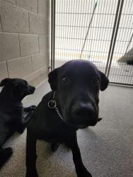 Shelter Stray Male Dog last seen RUBIA DR / SHELDON RD, 9150 Union Park Way, Elk Grove, CA 95624, USA