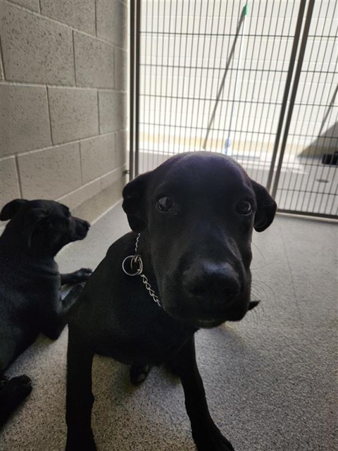 Shelter Stray Male Dog last seen RUBIA DR / SHELDON RD, 9150 Union Park Way, Elk Grove, CA 95624, USA