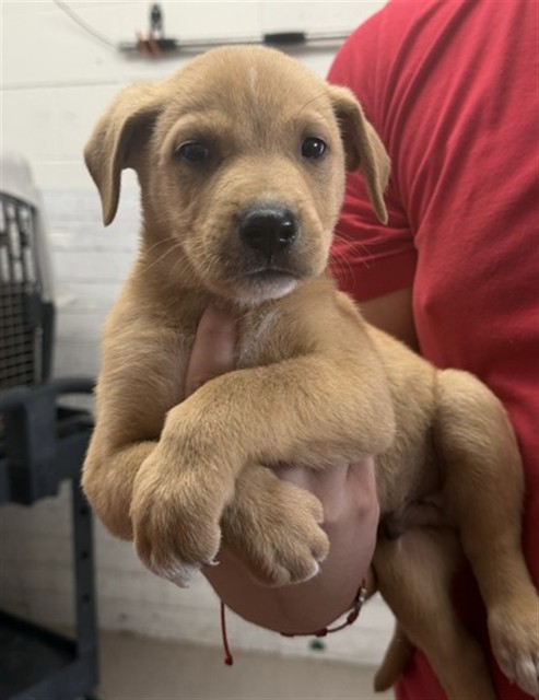 Shelter Stray Male Dog last seen GOLDEN AVE X DATE ST, 333 Chandler Pl, San Bernardino, CA 92408, USA