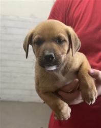 Shelter Stray Male Dog last seen GOLDEN AVE X DATE ST, 333 Chandler Pl, San Bernardino, CA 92408, USA