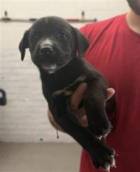Shelter Stray Male Dog last seen GOLDEN AVE X DATE ST, 333 Chandler Pl, San Bernardino, CA 92408, USA