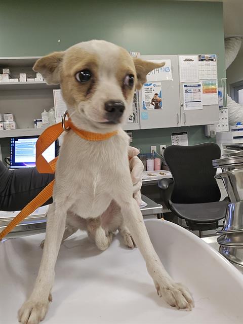 Shelter Stray Male Dog last seen DIRT ROAD IN ANZA, 581 S Grand Ave, San Jacinto, CA 92582, USA