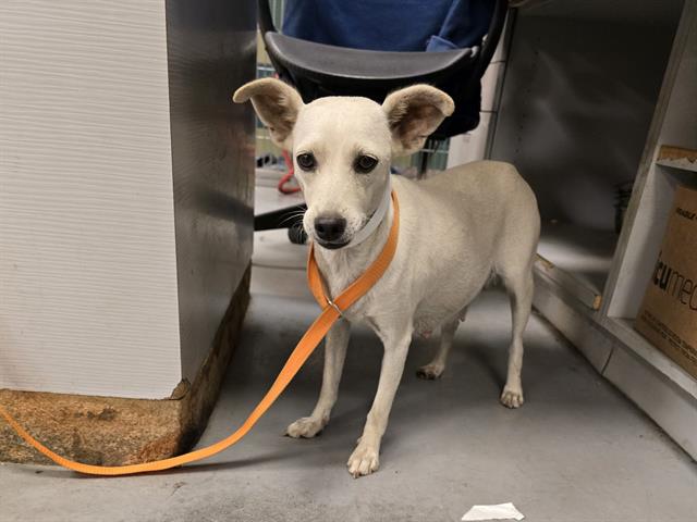 Shelter Stray Female Dog last seen DIRT ROAD IN ANZA, 581 S Grand Ave, San Jacinto, CA 92582, USA