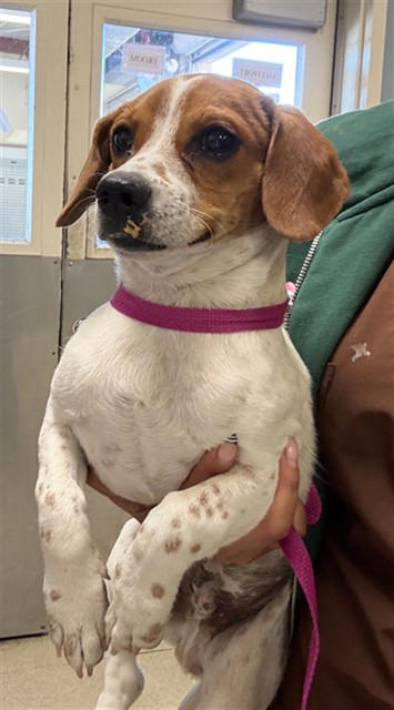 Shelter Stray Male Dog last seen Near BLOCK MOUNT RUBIDOUX DR, RIVERSIDE, CA 92501, 6851 Van Buren Boulevard, Jurupa Valley, CA 92509, USA