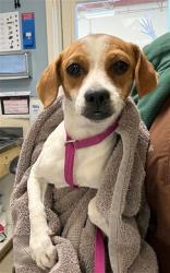 Shelter Stray Male Dog last seen Near BLOCK MOUNT RUBIDOUX DR, RIVERSIDE, CA 92501, 6851 Van Buren Boulevard, Jurupa Valley, CA 92509, USA