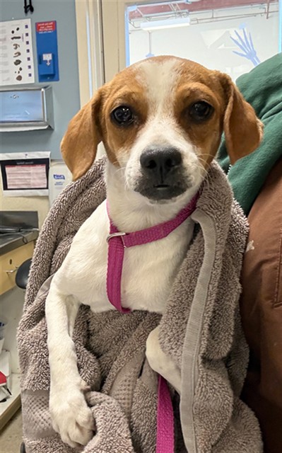Shelter Stray Male Dog last seen Near BLOCK MOUNT RUBIDOUX DR, RIVERSIDE, CA 92501, 6851 Van Buren Boulevard, Jurupa Valley, CA 92509, USA