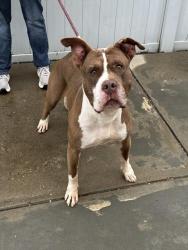 Shelter Stray Male Dog last seen Near BLOCK BEARCAMP ROAD, 3528 Newburg Rd, Louisville, KY 40218, USA