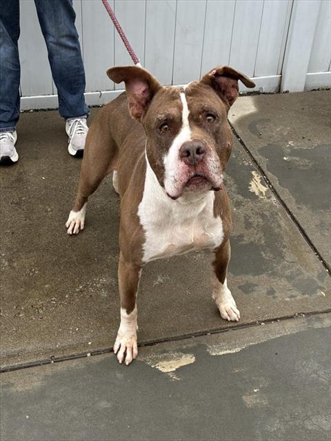 Shelter Stray Male Dog last seen Near BLOCK BEARCAMP ROAD, 3528 Newburg Rd, Louisville, KY 40218, USA