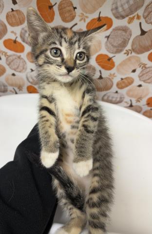 Shelter Stray Female Cat last seen KINGS CANYON DR/ JUNE MOUNTAIN WAY, RIVERSIDE, 6851 Van Buren Boulevard, Jurupa Valley, CA 92509, USA