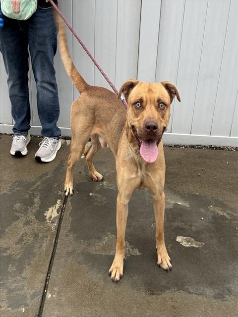 Shelter Stray Male Dog last seen Near BLOCK PARK ROAD, 3528 Newburg Rd, Louisville, KY 40218, USA