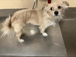 Shelter Stray Male Dog last seen Near BLOCK E 59TH ST S, WICHITA KS 67216, 3303 N Hillside St, Wichita, KS 67219, USA