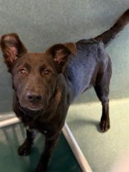 Shelter Stray Female Dog last seen , 29525 Agoura Rd, Agoura Hills, CA 91301, USA
