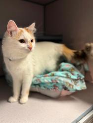 Shelter Stray Female Cat last seen , 29525 Agoura Rd, Agoura Hills, CA 91301, USA