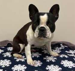 Shelter Stray Female Dog last seen , 38550 Sierra Hwy, Palmdale, CA 93550, USA