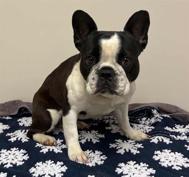 Shelter Stray Female Dog last seen , 38550 Sierra Hwy, Palmdale, CA 93550, USA