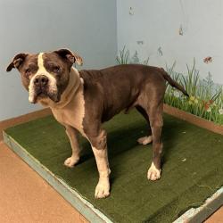 Shelter Stray Male Dog last seen , 38550 Sierra Hwy, Palmdale, CA 93550, USA