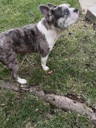 Reunited Female Dog last seen Copperglow and Hunley, Turpin Hills, OH 45244