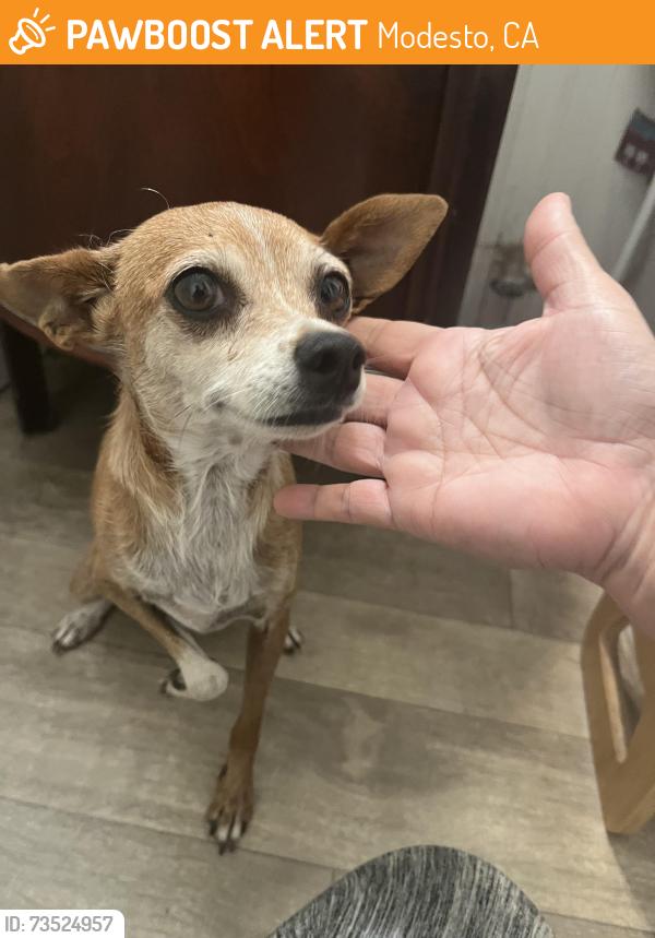 Found/Stray Female Dog last seen Scenic and Coffee, Modesto, CA 95355