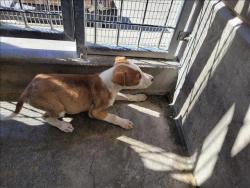 Shelter Stray Female Dog last seen , 957 N Gaffey St, San Pedro, CA 90731, USA