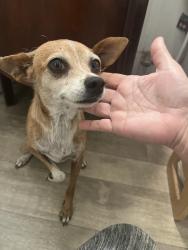 Found/Stray Female Dog last seen Scenic and Coffee, Modesto, CA 95355