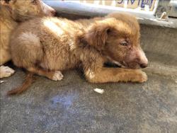 Shelter Stray Male Dog last seen , 957 N Gaffey St, San Pedro, CA 90731, USA