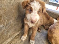 Shelter Stray Female Dog last seen , 957 N Gaffey St, San Pedro, CA 90731, USA