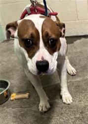 Shelter Stray Female Dog last seen 44TH ST & 47TH AVE, 2127 Front St, Sacramento, CA 95818, USA