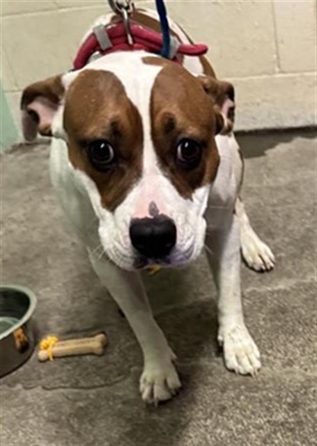 Shelter Stray Female Dog last seen 44TH ST & 47TH AVE, 2127 Front St, Sacramento, CA 95818, USA