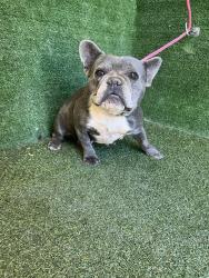Shelter Stray Female Dog last seen , 5210 W Ave I, Lancaster, CA 93536, USA