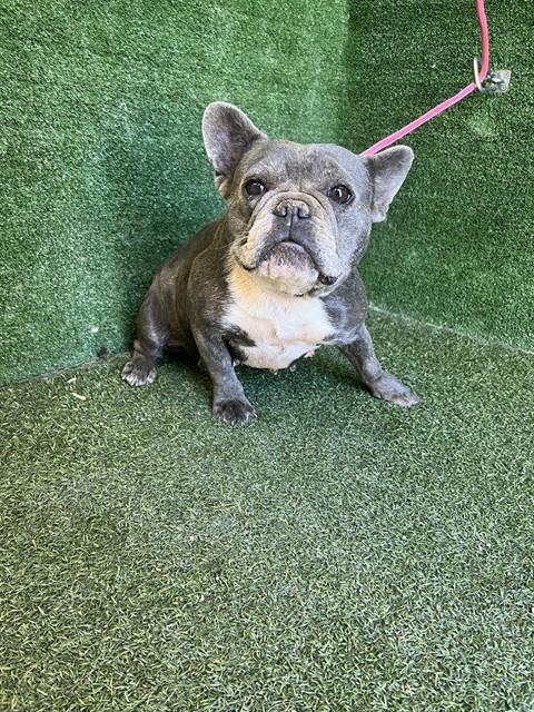 Shelter Stray Female Dog last seen , 5210 W Ave I, Lancaster, CA 93536, USA