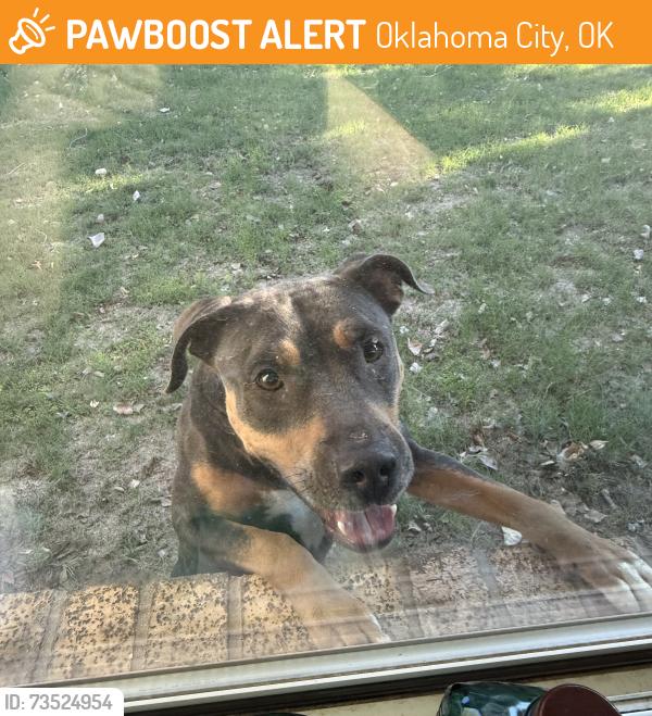 Found/Stray Female Dog last seen Wilshire and county line rd, Oklahoma City, OK 73132