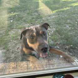 Found/Stray Female Dog last seen Wilshire and county line rd, Oklahoma City, OK 73132