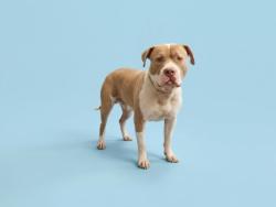 Shelter Stray Male Dog last seen , 1850 W 60th St, Los Angeles, CA 90047, USA