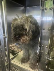 Shelter Stray Female Dog last seen , 1850 W 60th St, Los Angeles, CA 90047, USA